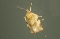 Choristoneura hebenstreitella