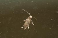 Paraswammerdamia albicapitella