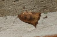 Archips podana