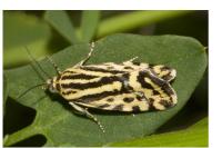 Emmelia trabealis