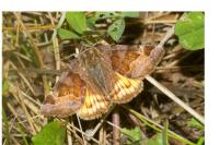 Euclidia glyphica