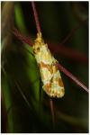 Aethes hartmanniana