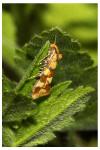 Aethes tesserana
