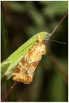 Aethes hartmanniana