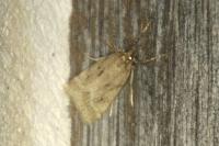 Eudonia pallida