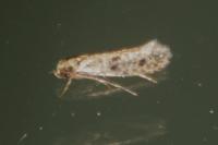Niditinea striolella