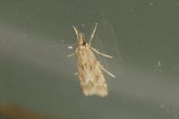 Eudonia pallida