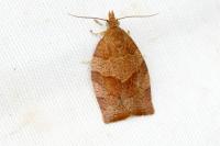 Pandemis heparana