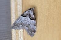 Nola cucullatella