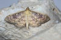 Patania ruralis