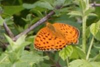Argynnis paphia