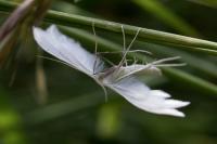 Pterophorus pentadactylus