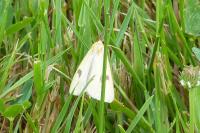 Diacrisia sannio