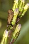 Platytes cerussella