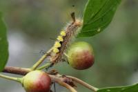 Orgyia antiqua
