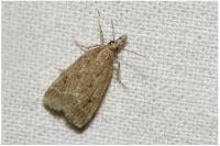 Eudonia pallida