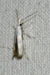 Coleophora