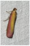 Oncocera semirubella