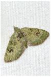 Chloroclystis v-ata