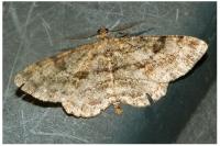 Peribatodes rhomboidaria