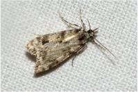 Eudonia delunella