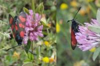 Zygaena transalpina