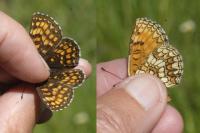 Melitaea athalia