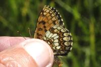 Melitaea athalia