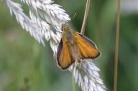 Thymelicus sylvestris