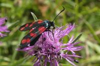 Zygaena filipendulae