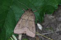 Mythimna turca