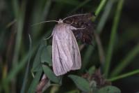Mythimna pudorina