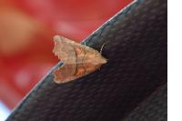 Scoliopteryx libatrix