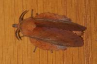 Gastropacha quercifolia