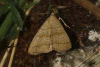 Herminia tarsicrinalis