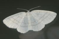 Cabera pusaria