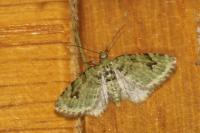 Chloroclystis v-ata