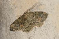 Cleorodes lichenaria