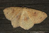 Cyclophora porata