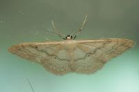 Idaea deversaria
