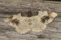 Ligdia adustata