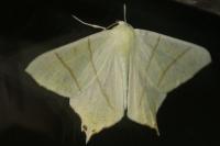 Ourapteryx sambucaria