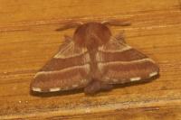 Malacosoma neustria