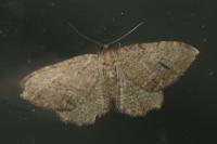 Philereme vetulata