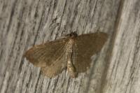 Philereme vetulata