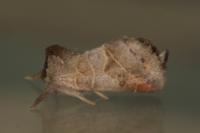 Clostera pigra