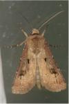Agrotis exclamationis