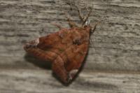 Cosmia pyralina