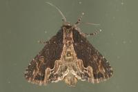Dypterygia scabriuscula