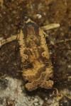 Noctua pronuba